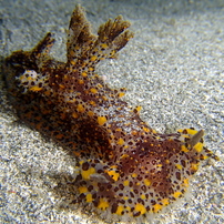 ヒカリウミウシ