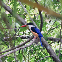 タイの野鳥