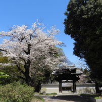天岑寺桜6