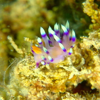 アデヤカミノウミウシ