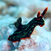 アカフチリュウグウウミウシ