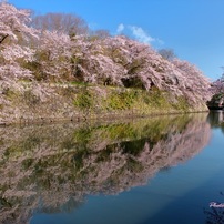 桜　彦根城Ⅱ
