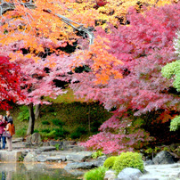 紅葉色とりどり