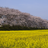 桜と菜の花