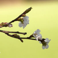 写真句：公園の桜
