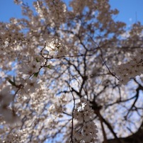 包み込む桜様