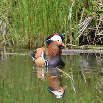 近所の池に来た水鳥たち