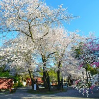 KYOCERA(京セラ)のレンズ Carl Zeiss Distagon T* 18mm F4 (MM) で撮影