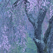 信州　平成の桜