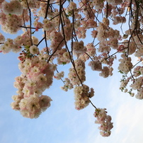 平成最後の桜