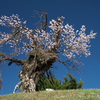 南信州の名桜巡り2019