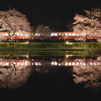 想い出桜