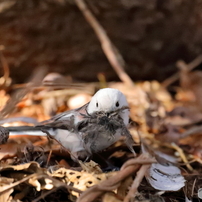 シマエナガの写真 画像 写真集 写真共有サイト Photohito