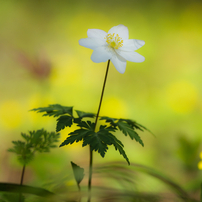 野の花たち ～其の五～