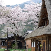 春の合掌集落