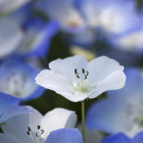 Nemophila