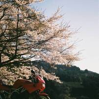 OLYMPUS(オリンパス)のフィルムカメラPEN S で撮影した写真(画像)一覧