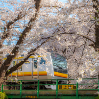 多摩川・二ヶ領用水の桜