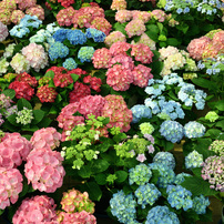 手柄山温室植物園