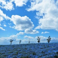 あきのさくらさんのお気に入り 写真共有サイト Photohito