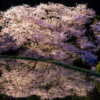 平成最後の桜