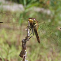 OLYMPUS(オリンパス)のデジタルカメラu790SW,S790SW で撮影した写真