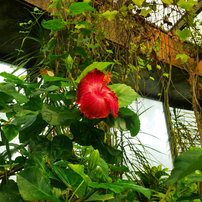 saturated colors