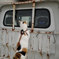 軽トラも猫色