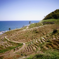 水張り田圃