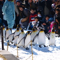 旭山動物園2009