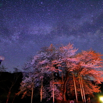 荘川桜