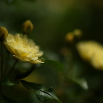 OLYMPUS(オリンパス)のデジタルカメラE-500 で撮影した写真(画像)一覧