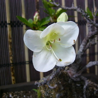 PANASONIC(パナソニック)のデジタルカメラDMC-LC33 で撮影した写真