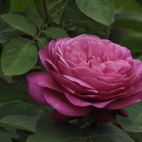 薔薇10