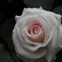 薔薇25