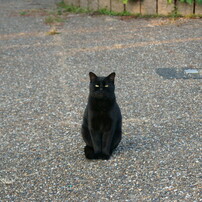 梅小路公園と猫