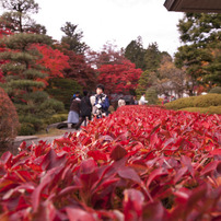 日光の紅葉