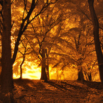 GARDEN INFRARED