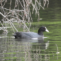 深緑の智光山公園散策