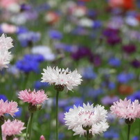 秋の花の写真 画像 写真集 写真共有サイト Photohito