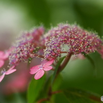 山紫陽花　花姿2019