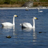 KONICA(コニカ)のデジタルカメラDigital Revio KD-400Z で撮影