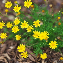 SIGMA(シグマ)のレンズ 135mm F1.8 DG HSM [ソニーE用] で撮影した写真