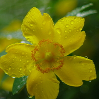 色とりどりの花１「黄色い花々」