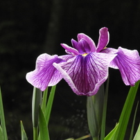 智光山公園　花菖蒲 第１集