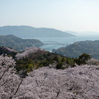 しまなみ海道の桜