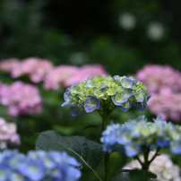 紫陽花_#1
