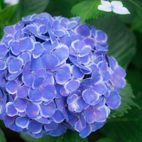 シグマ50ｆ2.8EXマクロαミノルタα シグマ50f2.8EXマクロαミノルタα シグマ MACRO 50mmF2.8 EX DG (ﾐﾉﾙﾀ