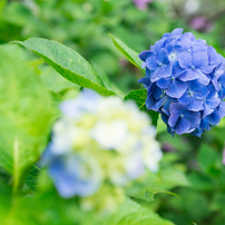 SIGMA(シグマ)のレンズ MACRO 50mmF2.8 EX DG (ﾐﾉﾙﾀ AF) で撮影した