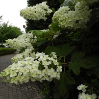 智光山公園　紫陽花